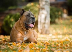 Dog kanaryjski, Perro de presa canario