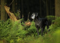 Dog niemiecki
