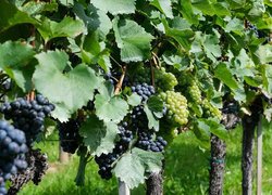 Dojrzewające jasne i ciemne winogrona w winnicy