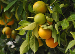 Dojrzewające pomarańcze