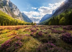 Słowenia, Dolina Krma, Góry Alpy Julijskie, Drzewa, Kwiaty, Wrzosy, Promienie słońca, Wrzosowisko