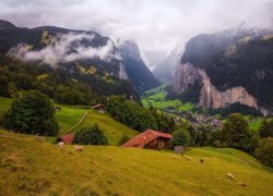 Szwajcaria, Góry, Alpy, Dolina Lauterbrunnental, Mgła, Domy, Łąka, Drzewa, Owce