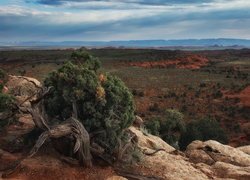Wyżyna Kolorado, Region Monument Valley, Dolina Pomników, Rośliny, Skały, Stan Arizona, Stany Zjednoczone