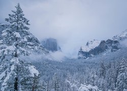 Park Narodowy Yosemite, Góry, Świerki, Drzewa, Dolina Yosemite Valley, Mgła, Zima, Stan Kalifornia, Stany Zjednoczone
