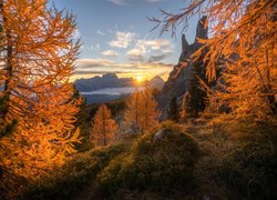 Jesień, Góry, Drzewa, Promienie słońca, Dolomity, Włochy