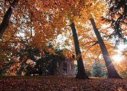 Park, Drzewa, Dom, Liście, Promienie słońca, Jesień