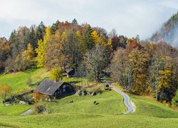 Jesień, Drzewa, Wzgórze, Dom, Polana, Droga