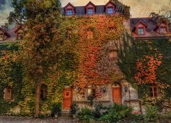 Niemcy, Bawaria, Rothenburg ob der Tauber, Dom, Pnącza, Winobluszcz trójklapkowy, Liście, Drzewo