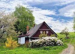 Dom przy polnej drodze wśród kwitnących wiosennych drzew