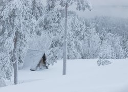 Domek i ośnieżone drzewa w zaspach śnieżnych w zamglonym lesie