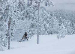 Zima, Las, Drzewa, Domek, Śnieg, Zaspy