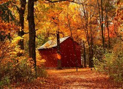 Domek pod jesiennymi drzewami w lesie