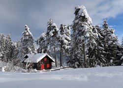 Domek pośród drzew w zimowej szacie