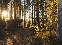 Domek w jesiennym lesie