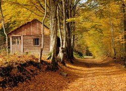 Jesień, Drzewa, Las, Droga, Drewniany, Domek