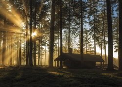 Domek wśród rozświetlonych słońcem drzew