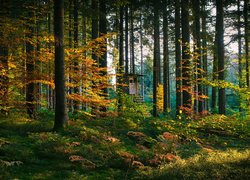 Domek z drabiną przy drzewie w jesiennym lesie