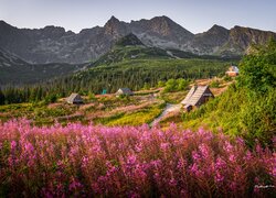 Góry, Tatry, Hala Gąsienicowa, Łąka, Domy, Drewniane, Kwiaty, Wierzbówka kiprzyca, Tatrzański Park Narodowy, Polska