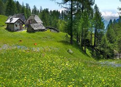 Góry, Łąka, Kwiaty, Drzewa, Domy, Alpe Solcio, Włochy