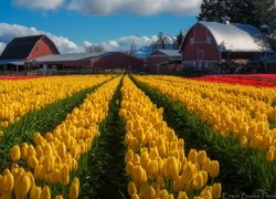 Plantacja, Tulipany, Pole, Domy, Skagit Valley, Stan Waszyngton, Stany Zjednoczone