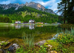 Włochy, Góry, Dolomity, Las, Drzewa, Prowincja, Belluno, Jezioro, Lago di Misurina, Domy, Kwiaty, Kaczeńce, Omszałe, Kamienie
