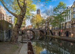 Kamienice, Domy, Drzewo, Kanał, Amsterdam, Holandia