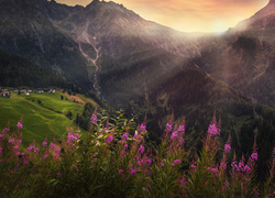 Góry, Alpy, Kwiaty, Domy