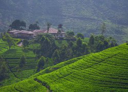 Domy wśród plantacji herbaty na wzgórzach