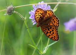 Dostojka aglaja, Motyl, Kwiat