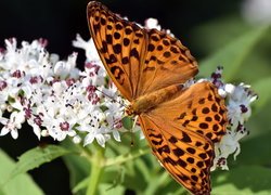 Motyl, Dostojka aglaja, Biały, Kwiat