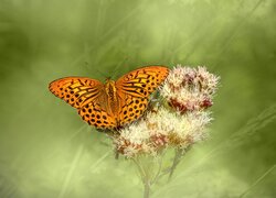 Dostojka malinowiec na roślinie