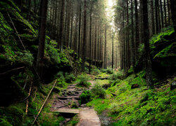 Las, Drzewa, Leśna, Ścieżka, Kładka