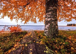 Drewniana kładka pod brzozą nad jeziorem jesienią