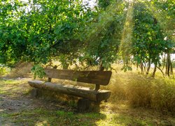Drewniana ławka pod drzewem w słonecznym blasku
