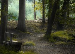 Drewniana ławka przy leśnej ścieżce