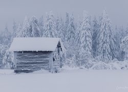 Zima, Ośnieżone, Drzewa, Drewniana, Chata