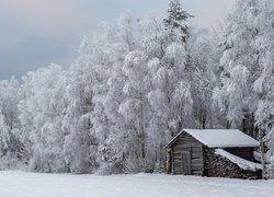 Zima, Śnieg, Drewniana, Chata, Szopa, Oszronione, Drzewa, Las