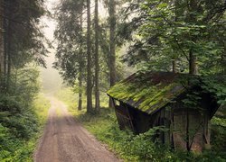 Las, Drzewa, Droga, Mgła, Drewniany, Budynek, Szopa