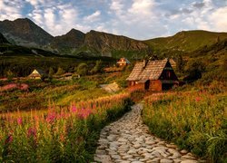 Góry, Tatry, Hala Gąsienicowa, Droga, Domy, Drewniane, Kwiaty, Wierzbówka kiprzyca, Tatrzański Park Narodowy, Polska