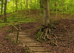 Drewniane schody z barierką w wiosennym lesie