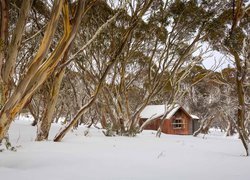 Drewniany dom w śniegu pod drzewami
