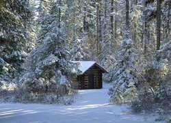 Drewniany dom w zasypanym śniegiem lesie
