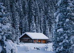 Drewniany dom w zimowym lesie