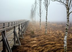 Niemcy, Badenia-Wirtembergia, Bad Buchau, Drewniany, Pomost, Trawa, Drzewa, Brzozy, Mgła