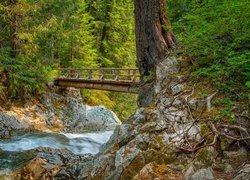 Las, Rzeka Ohanapecosh River, Skały, Drzewa, Drewniany, Mostek, Park Narodowy Mount Rainier, Stan Waszyngton, Stany Zjednoczone