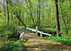 Drewniany mostek nad leśną rzeczką