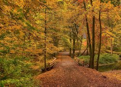 Jesień, Park, Drzewa, Rzeczka, Mostek, Alejka, Liście