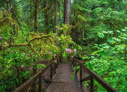Drewniany mostek w Parku Narodowym Redwood