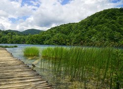 Wzgórze, Lasy, Drzewa, Trawa, Jezioro, Pomost, Park Narodowy Jezior Plitwickich, Chorwacja