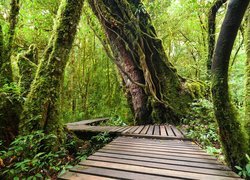 Drewniany pomost w lesie tropikalnym na terenie Parku Narodowego Doi Inthanon